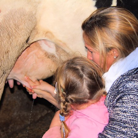 Mit Kindern in die Toskana, Kuh melken.