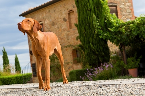 Urlaub mit Hund in der Toskana.