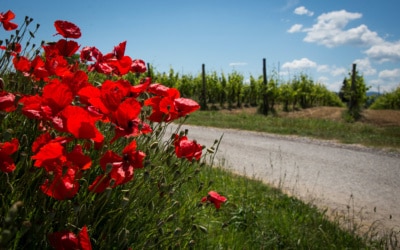 Viste esterne dell'Agriturismo Crespina 11