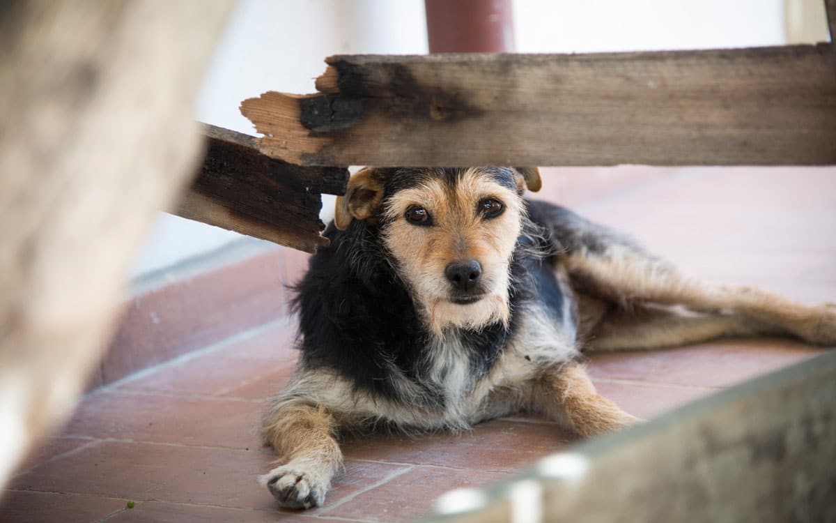 Agriturismo Crespina Hunde willkommen Agriturismo Crespina Hunde willkommen