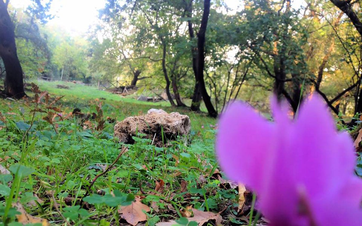 Agriturismo Saturnia 1 (16)