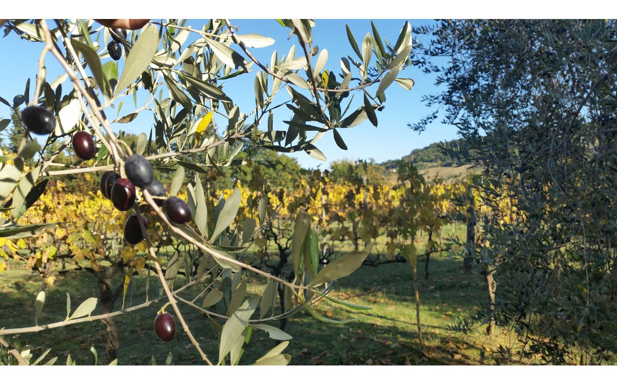 Agriturismo Saturnia 1 (26)