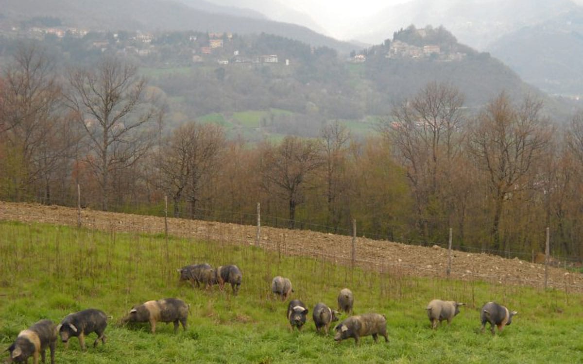 Bio Agriturismo Caprese 1 Panorama 05 Bio Agriturismo Caprese 1 Panorama 05