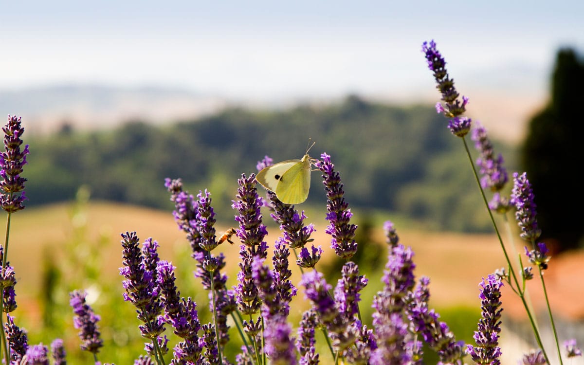 Ferienhaus Toskana 2 Ausblick 04 Ferienhaus Toskana 2 Ausblick 04