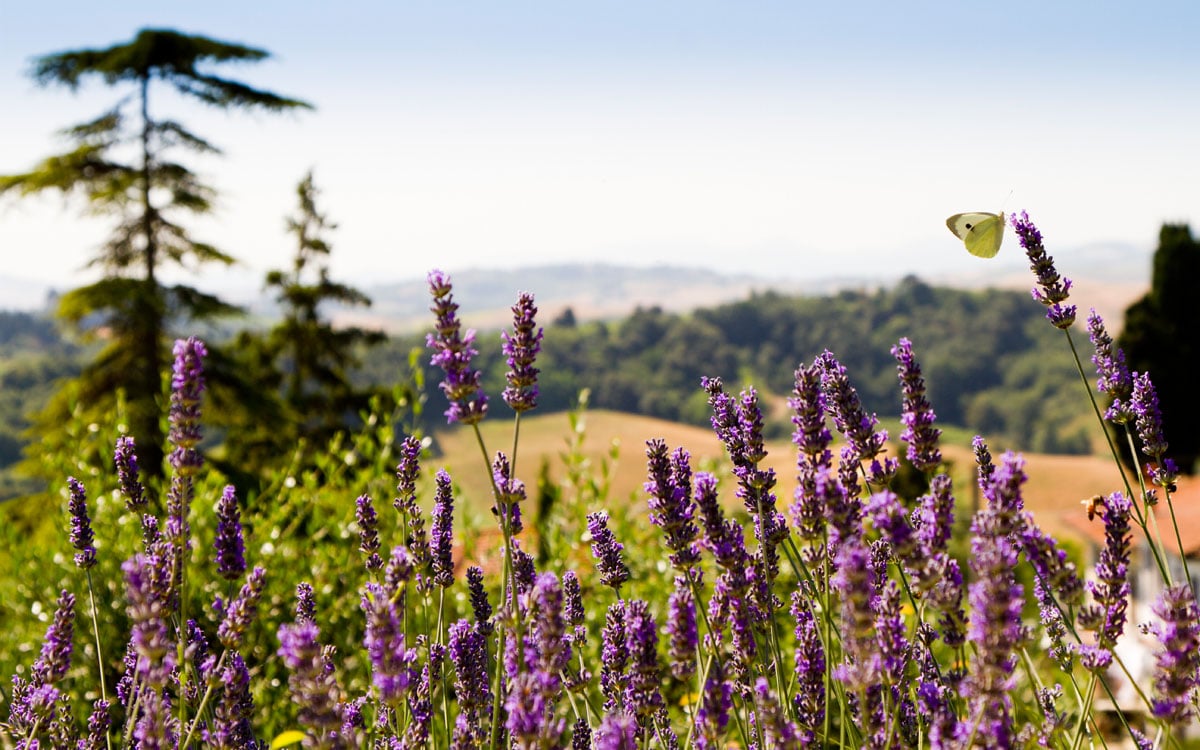 Ferienhaus Toskana 2 Ausblick 05 Ferienhaus Toskana 2 Ausblick 05