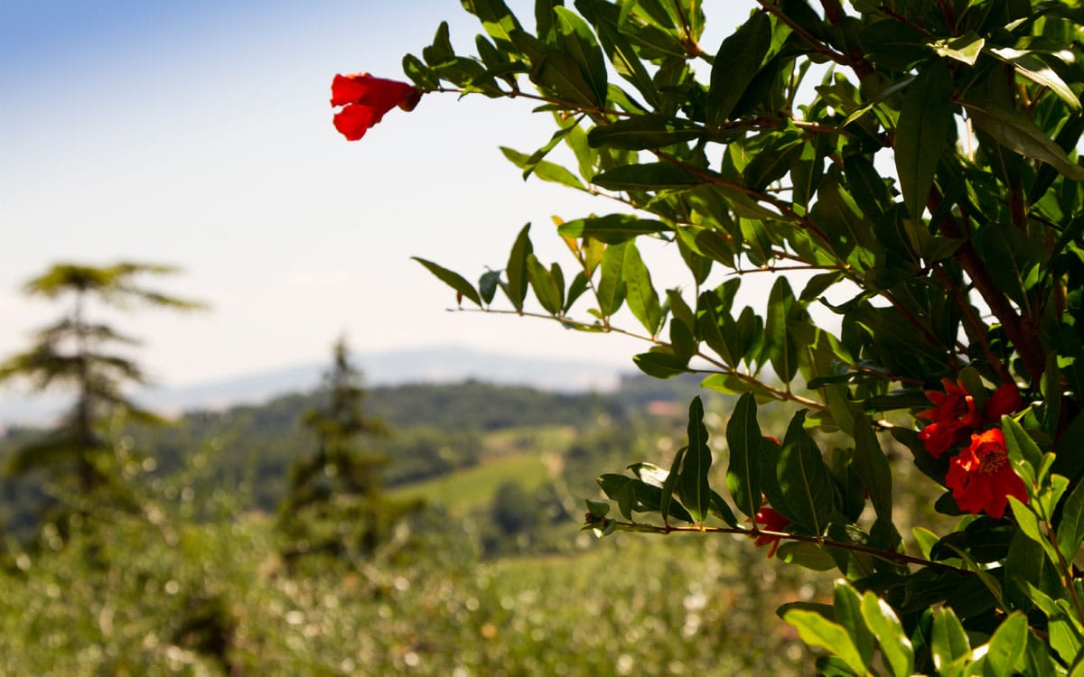 Ferienhaus Toskana 2 Ausblick 06 Ferienhaus Toskana 2 Ausblick 06