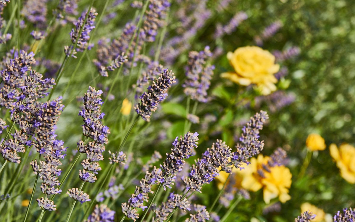 Ferienhaus Toskana 2 Lavendel mit Rosen Ferienhaus Toskana 2 Lavendel mit Rosen