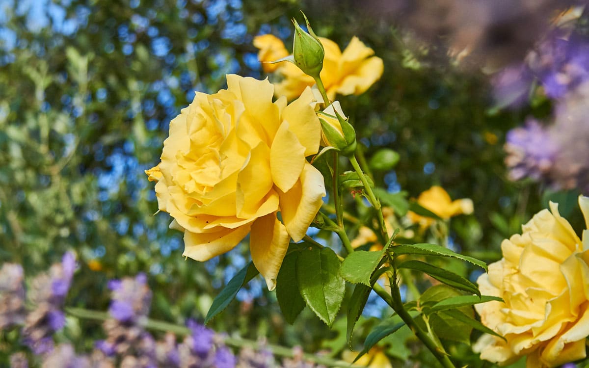 Ferienhaus Toskana 2 Rosen Ferienhaus Toskana 2 Rosen