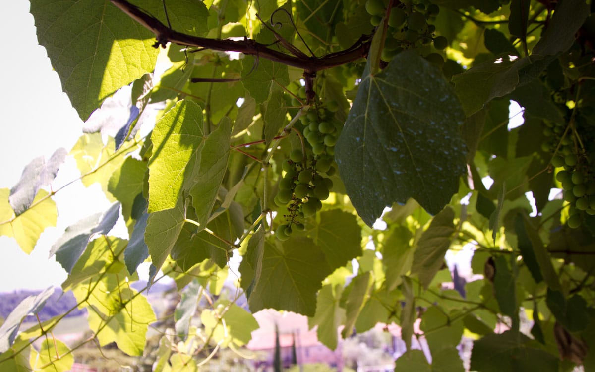 Ferienhaus Toskana 2 Weinreben Ferienhaus Toskana 2 Weinreben