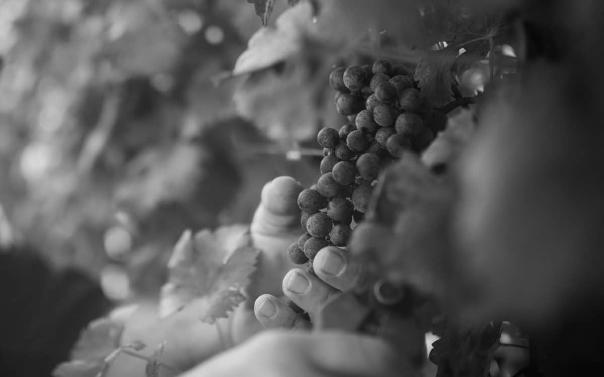 Landgut Terricciola Weinlese (2) Landgut Terricciola Weinlese (2)