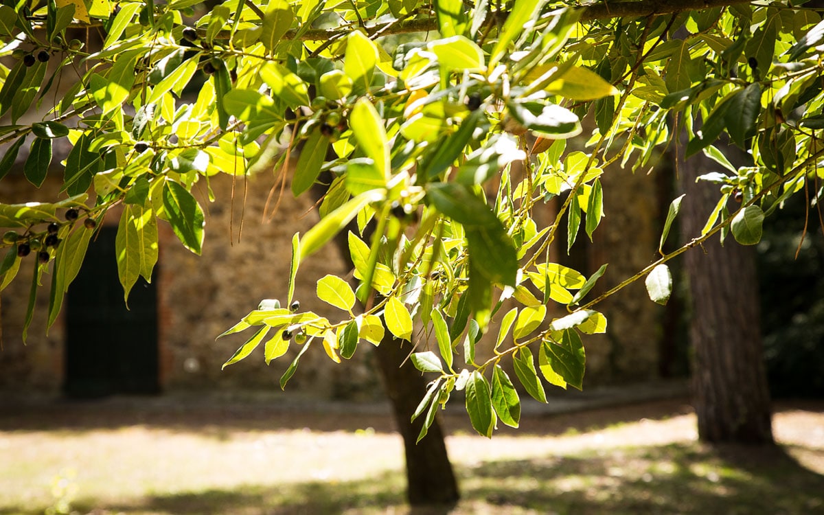 Landvilla Guardistallo Außenansichten 15