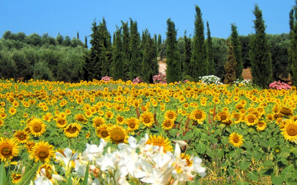 Villa Follonica Impressionen 07 Villa Follonica Impressionen 07