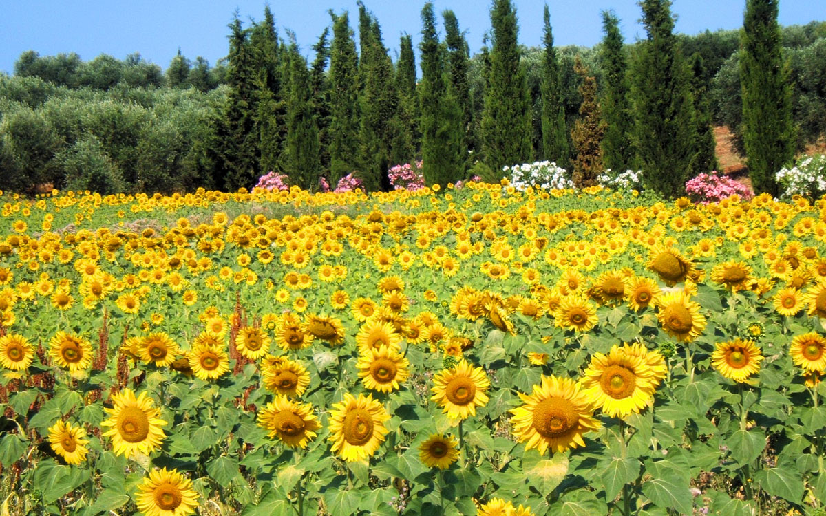 Villa Follonica Impressionen 08 Villa Follonica Impressionen 08