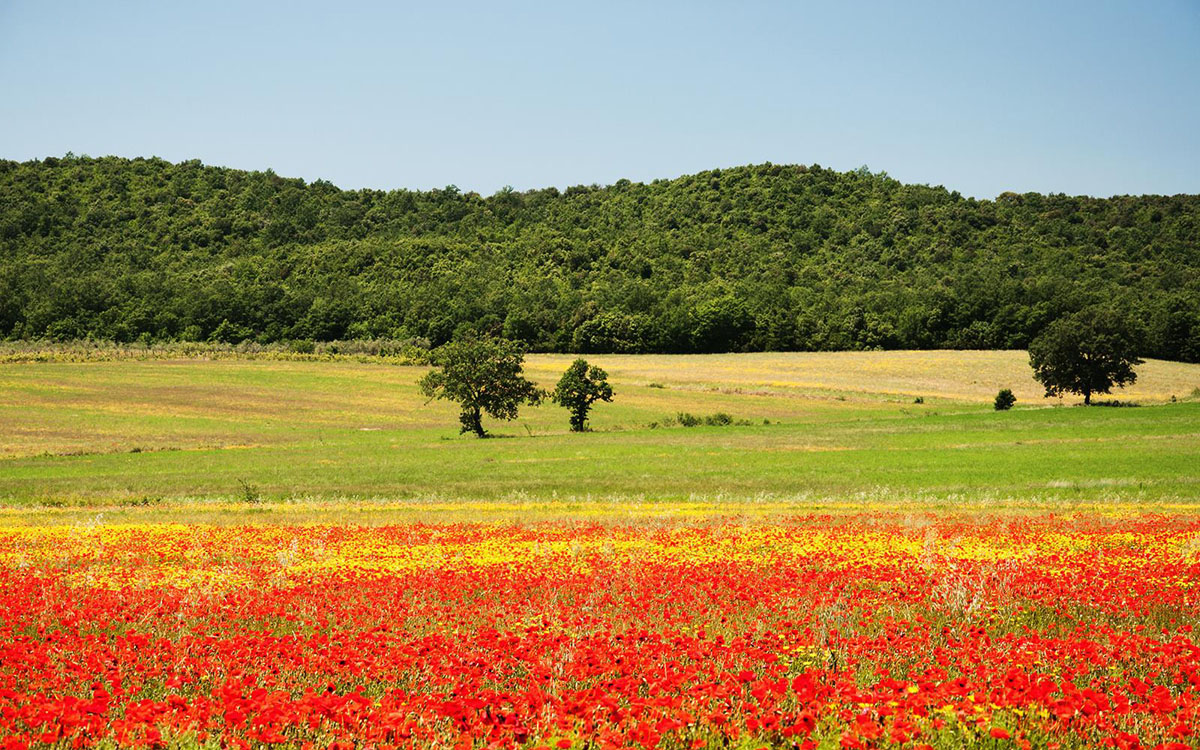 Villa Follonica Panorama 01 Villa Follonica Panorama 01