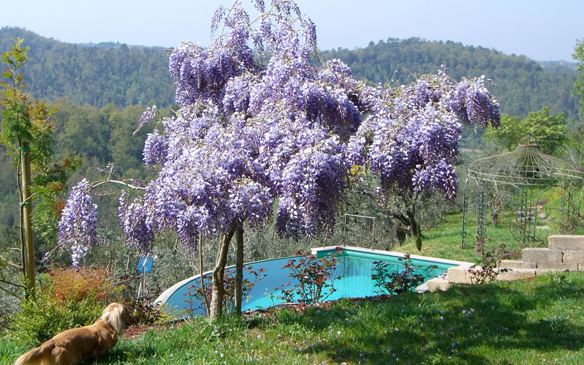 Villa Marti 3 Pool 06