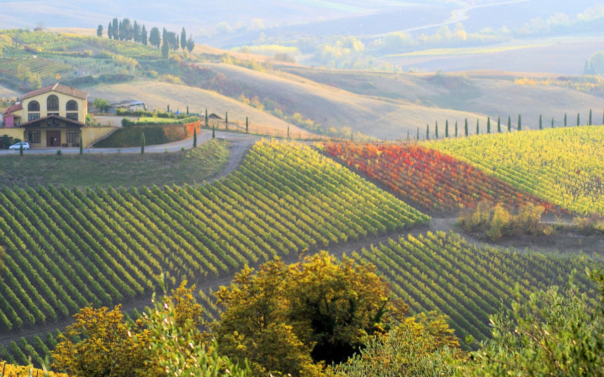 Weingut Terricciola 6 Panorama 04 Weingut Terricciola 6 Panorama 04