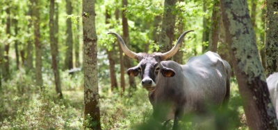 In close contact with nature.