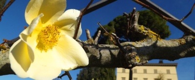 Frühlingserwachen in Italien