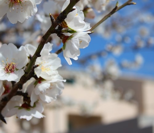 Frühling in Sizilien