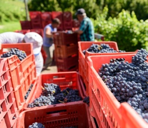 Weinlese beim Nischenproduzent in der Weinstadt Terricciola
