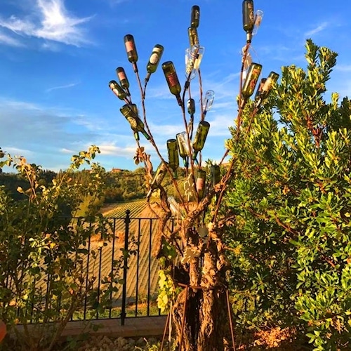 Dieser "Rebstock" wächst nur im Weingut Terricciola 6 (Chianti delle Colline Pisane)" 