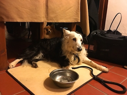 “Our dogs are very welcome in the La Fornace restaurant” © J. Thumser & M. Wahlert