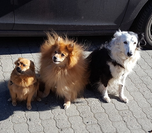 Sunny, Lancy und Luna © Jule Thumser 