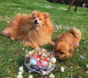 "Uns hat sogar ein Osternest aus Hamburg erreicht." © J. Thumser & M. Wahlert