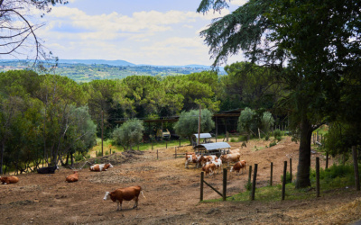 Biodynamische Käserei (13)