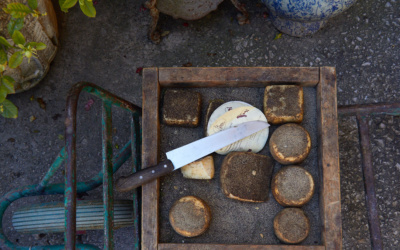 Biodynamische Käserei (8)