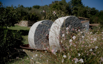 Degustacja oliwy z oliwek w Toskanii (10)