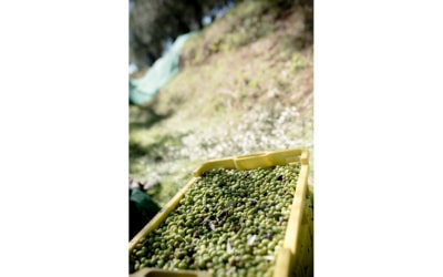 Olivenölverkostung in der Toskana (11)
