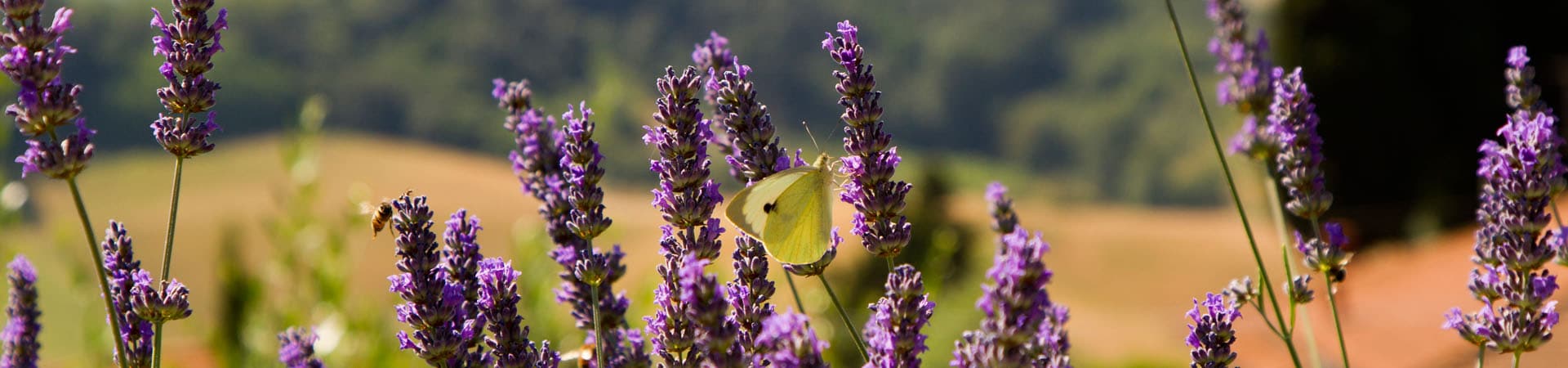 Naslovna slika foruma Toscana