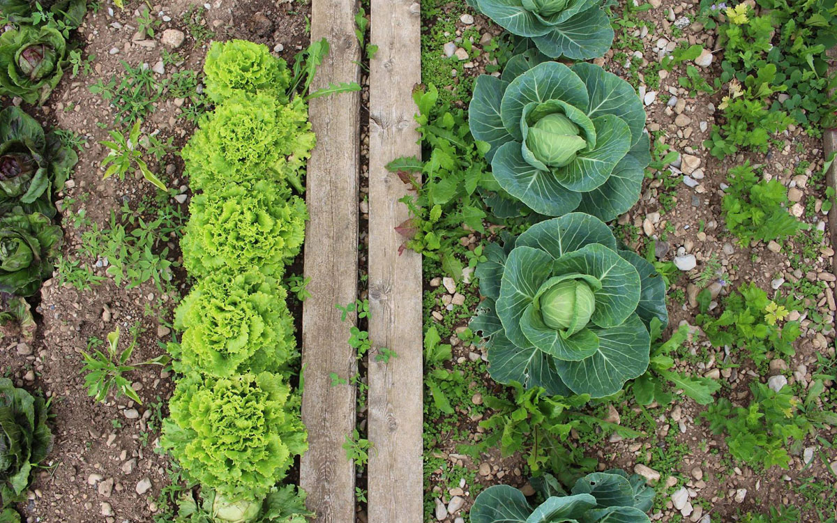 Villa_Comano_(6) Villa_Comano_(6)