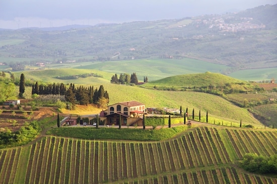 Weinberge und 25 Kellereien in Terricciola © Toscana Forum