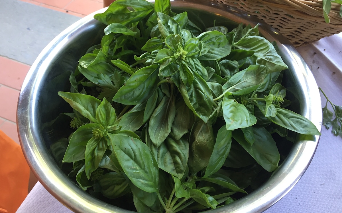 Bio-Kochkurs 13 ~ Basilikum aus dem eigenen Bio-Gemüsegarten Bio-Kochkurs 13 ~ Basilikum aus dem eigenen Bio-Gemüsegarten