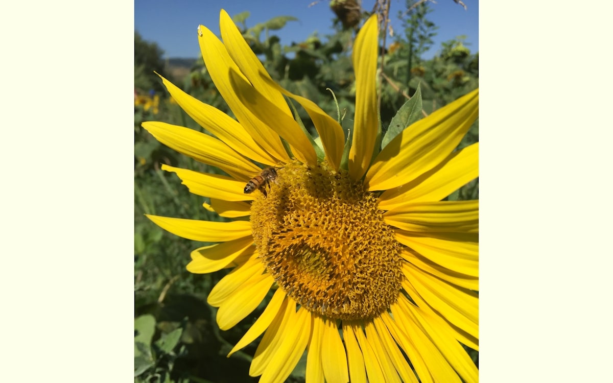 Bio-Kochkurs 2 ~ im Bio-Gemüsegarten Bio-Kochkurs 2 ~ im Bio-Gemüsegarten