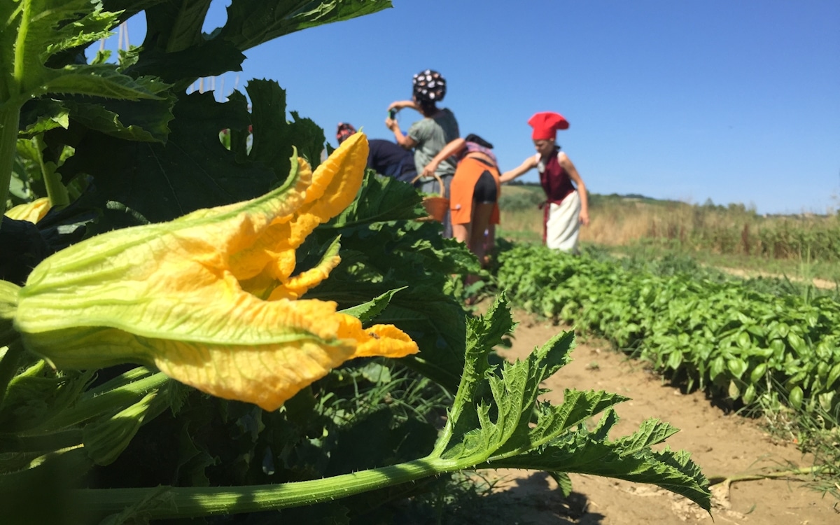 Bio-Kochkurs 7 ~ Zucchiniblüte im Bio-Gemüsegarten Bio-Kochkurs 7 ~ Zucchiniblüte im Bio-Gemüsegarten
