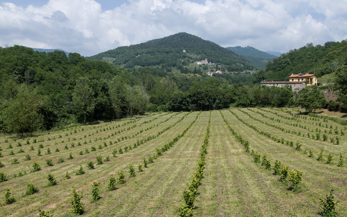 Agriturismo Fivizzano 1- Landschaft Agriturismo Fivizzano 1- Landschaft