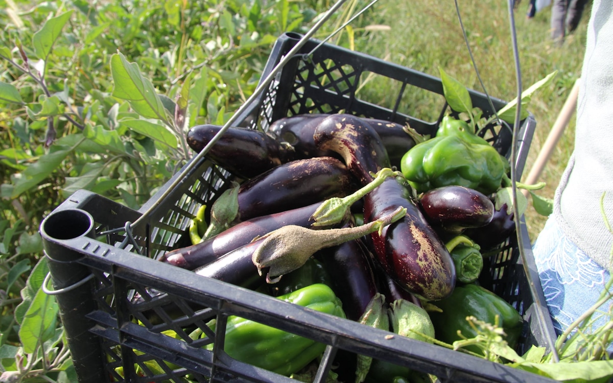 Bio-Kochkurs, Gemüsegarten (3) Bio-Kochkurs, Gemüsegarten (3)