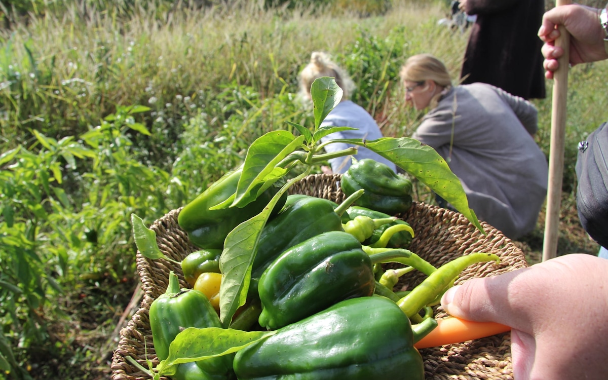 Bio-Kochkurs, Gemüsegarten (4) Bio-Kochkurs, Gemüsegarten (4)
