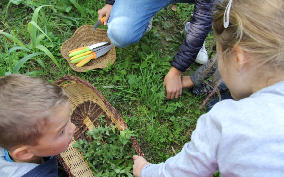 Bio-Kochkurs, Gemüsegarten (5) Bio-Kochkurs, Gemüsegarten (5)
