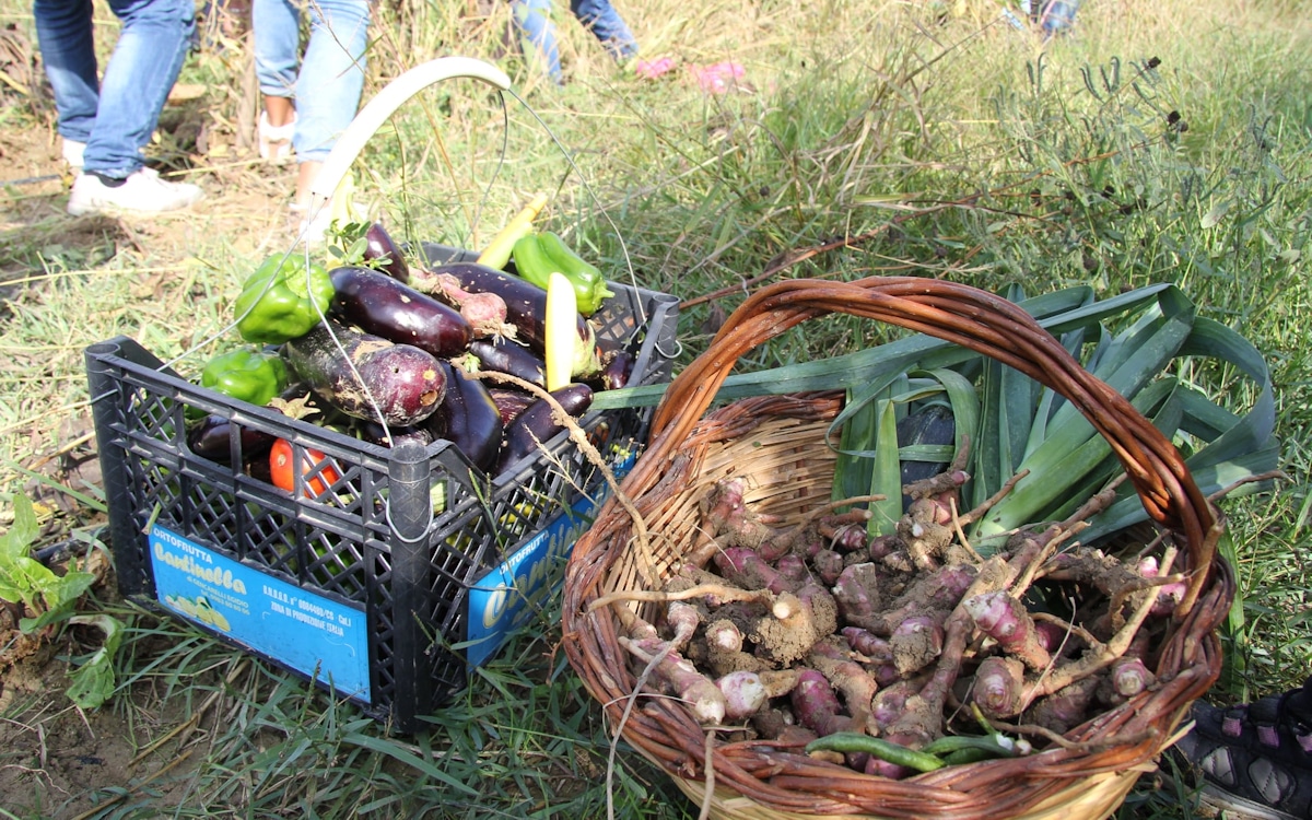 Bio-Kochkurs, Gemüsegarten (7) Bio-Kochkurs, Gemüsegarten (7)