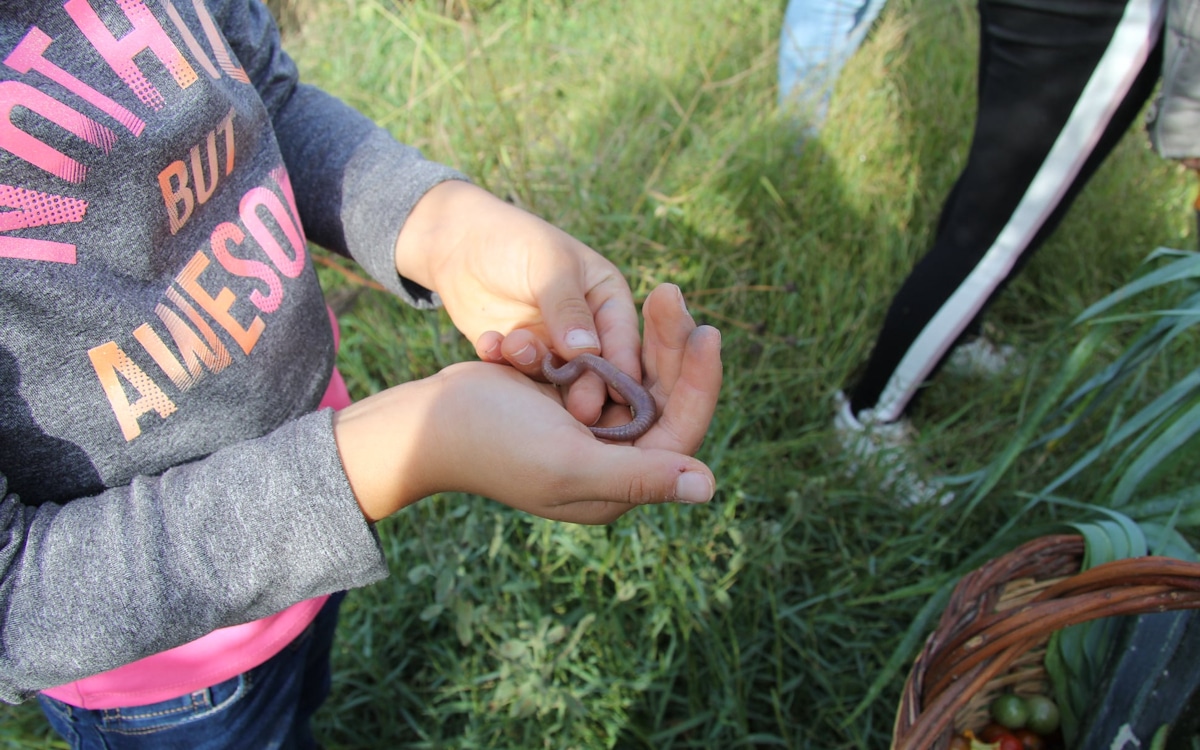 Bio-Kochkurs, Gemüsegarten in November (3) Bio-Kochkurs, Gemüsegarten in November (3)