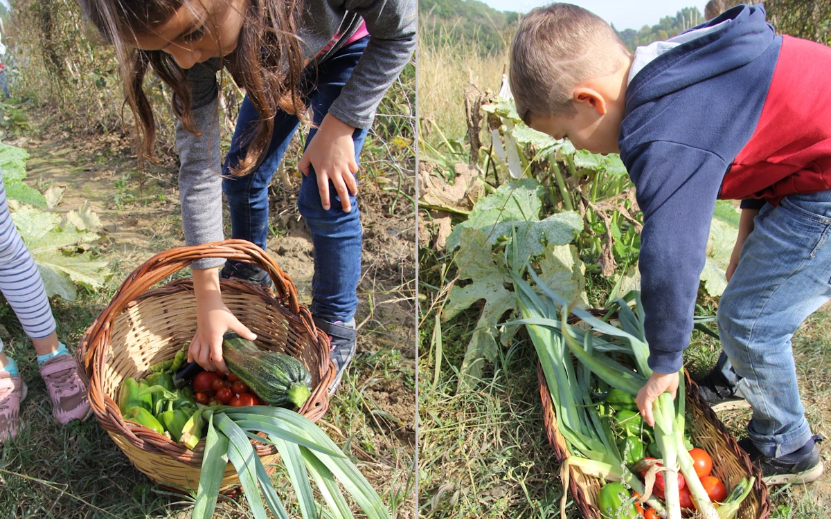 Bio-Kochkurs, Gemüsegarten in November (4) Bio-Kochkurs, Gemüsegarten in November (4)