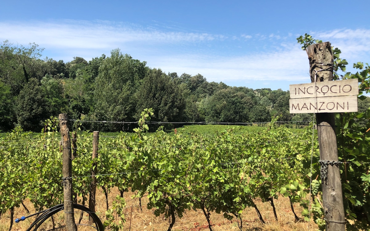 E-Bike-Tour und Weinprobe in Bolgheri - Weingut (8)