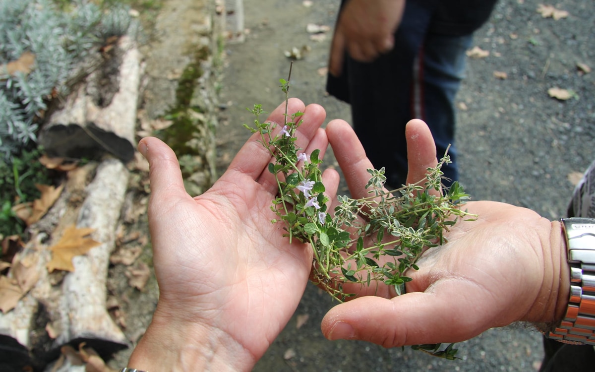Kochkurs, wilde Kräuter Kochkurs, wilde Kräuter