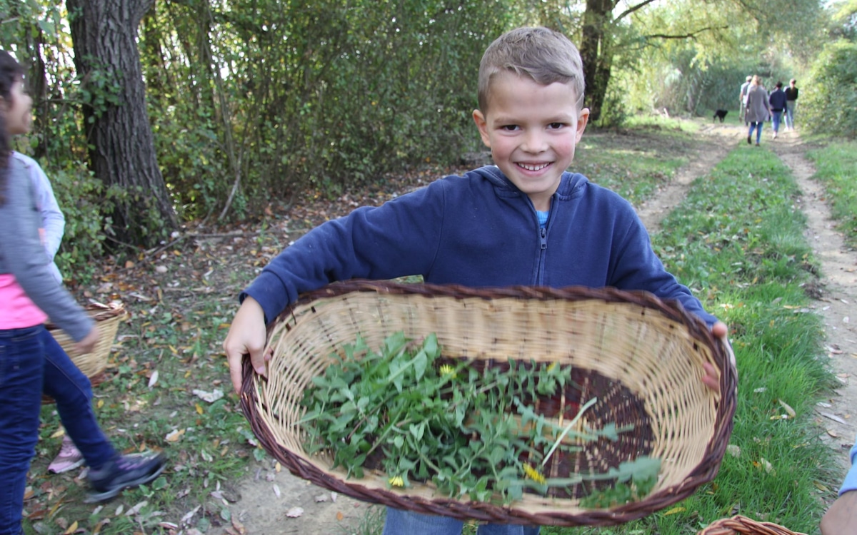 Kochkurs, wildes Gemüse aus dem Feld Kochkurs, wildes Gemüse aus dem Feld