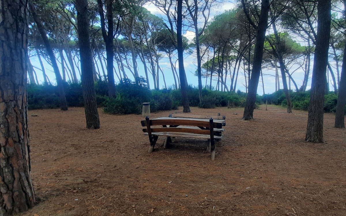 Pinienwald La Mazzanta (1)