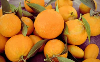 Agriturismo Crespina, Bio-Orangen